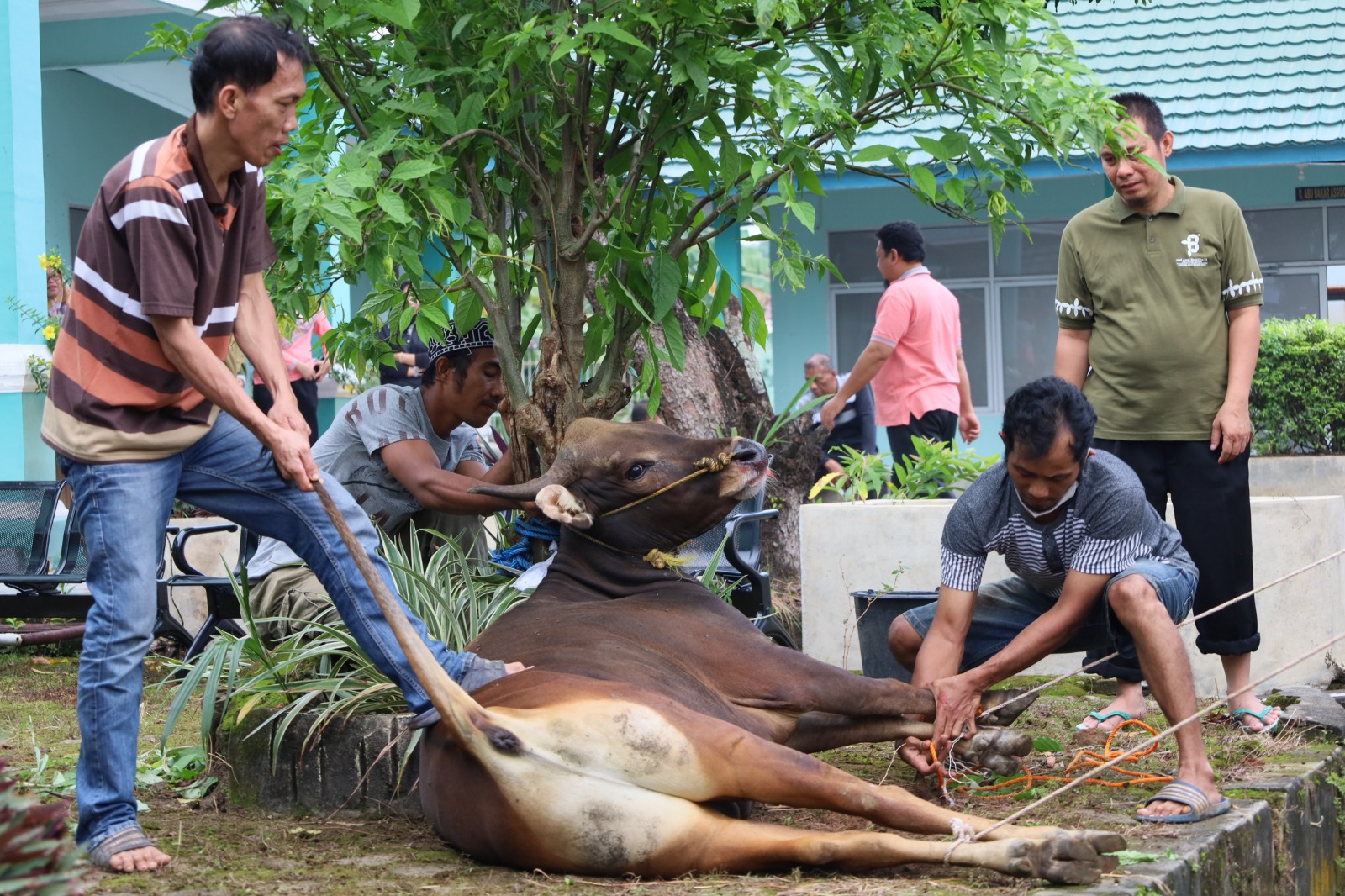 Kurban BDK Palembang 2024, Satu Sapi dan Empat Kambing