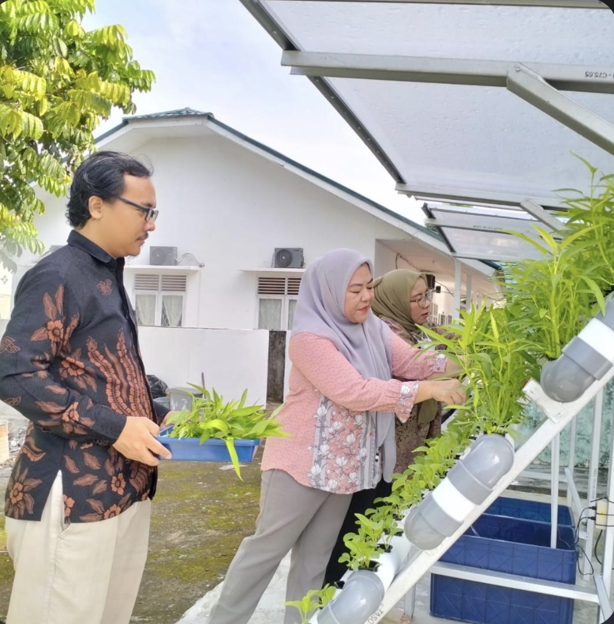 BDK Palembang Panen Perdana Kangkung dari Kebun Hidroponik